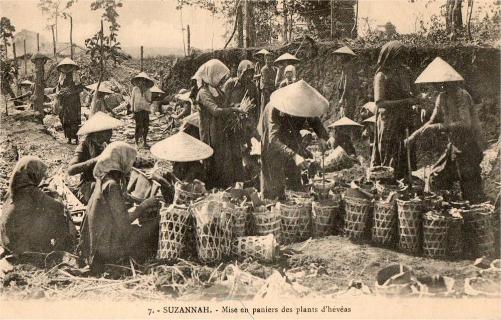 7. - SUZANNAH. - Mise en paniers des plants d'hévéas